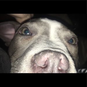 Meet your Posher, Ace